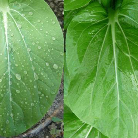 Применение силиконовых продуктов для защиты сельскохозяйственных растений